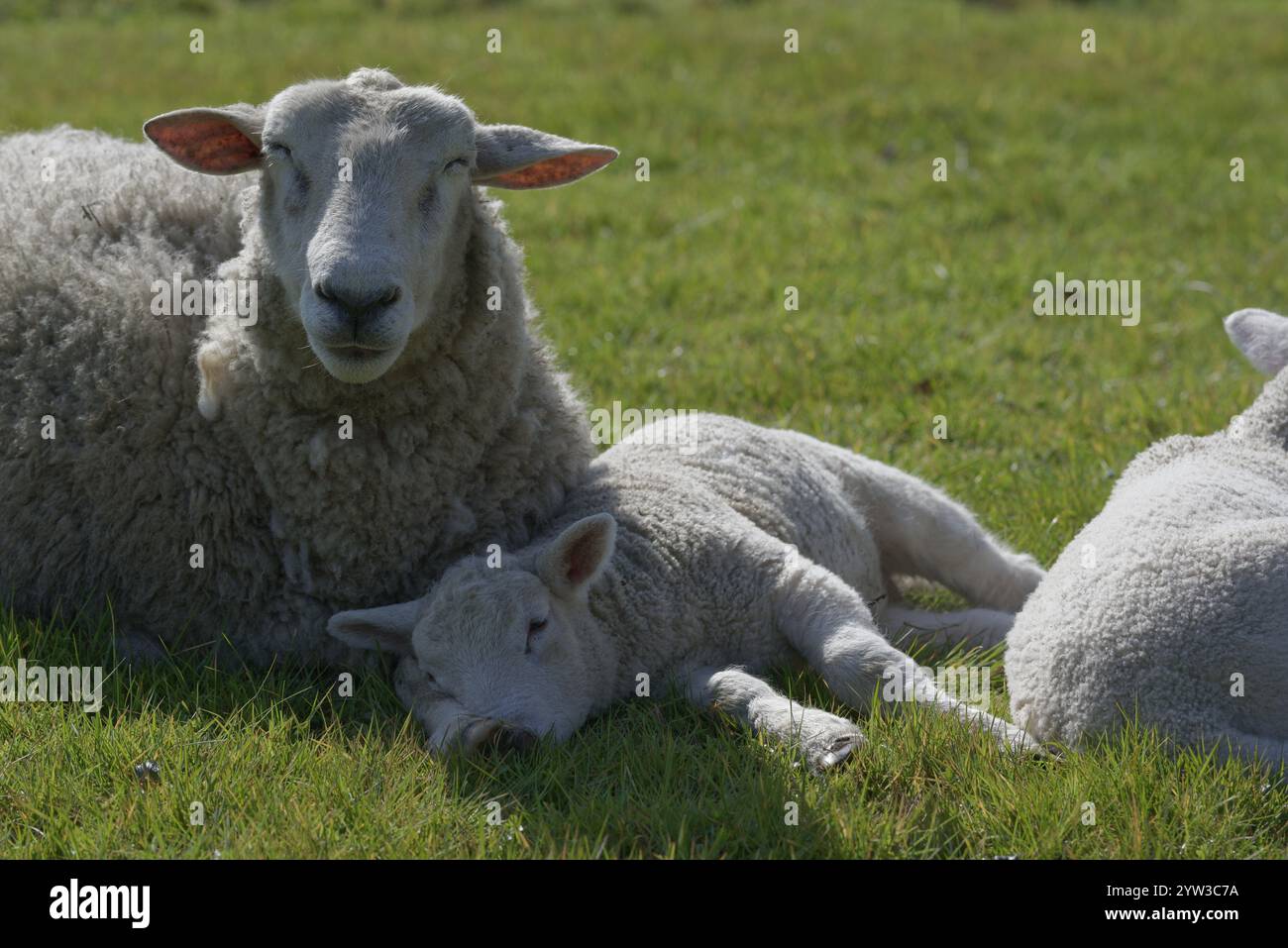 Texel Sheep, bassa Renania, Renania settentrionale-Vestfalia, Germania, Europa Foto Stock