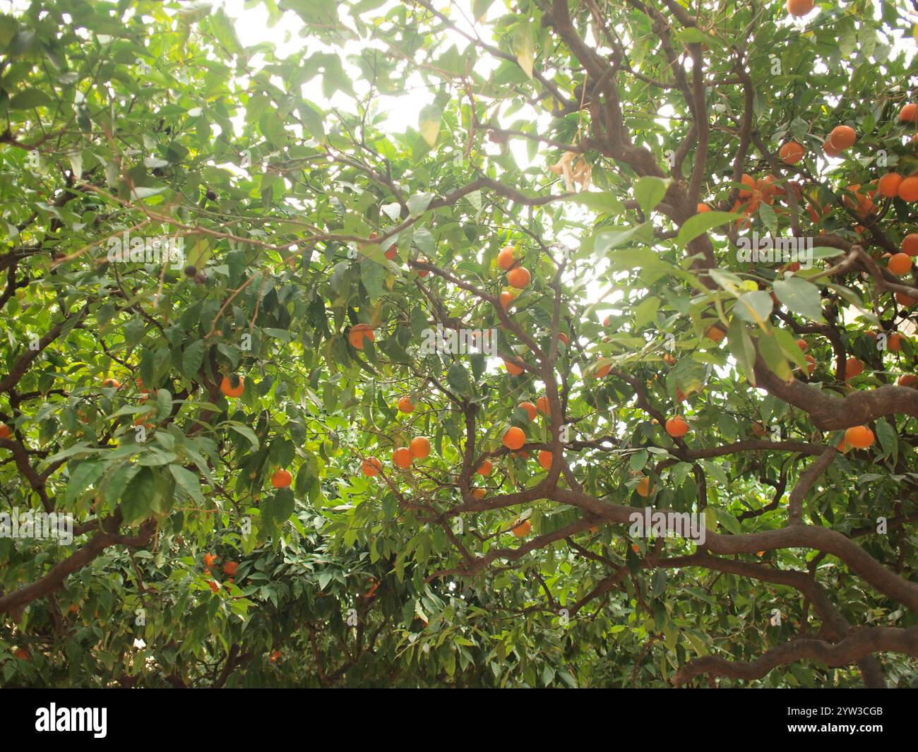 Lussureggiante arancio carico di frutta matura tra foglie verdi, Barcellona, Spagna Foto Stock