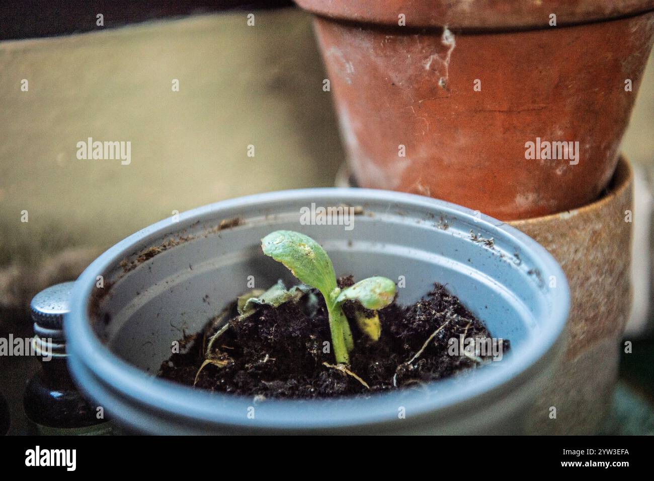 impianto di midollo seminativo in un vaso di fiori Foto Stock