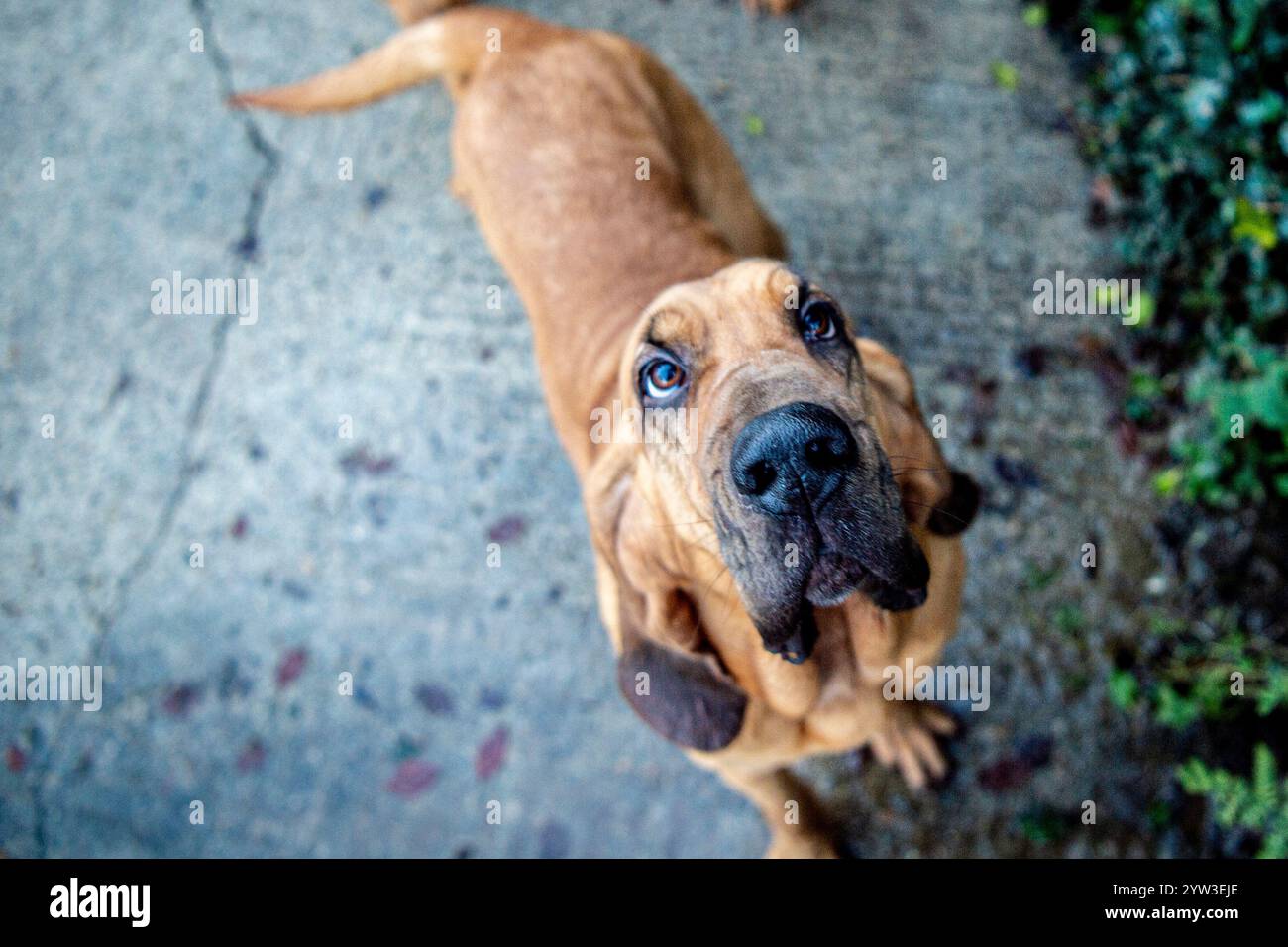 cane da ricerca bloodhound che guarda la telecamera Foto Stock