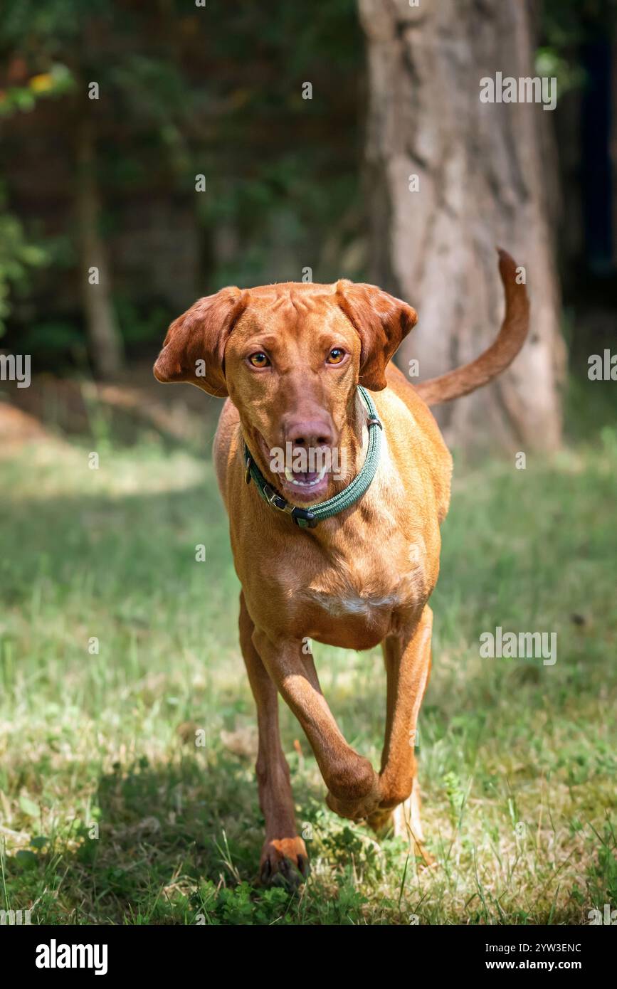 Cane Sprizsla Vizsla nella foresta di Buttersteep ad Ascot Foto Stock