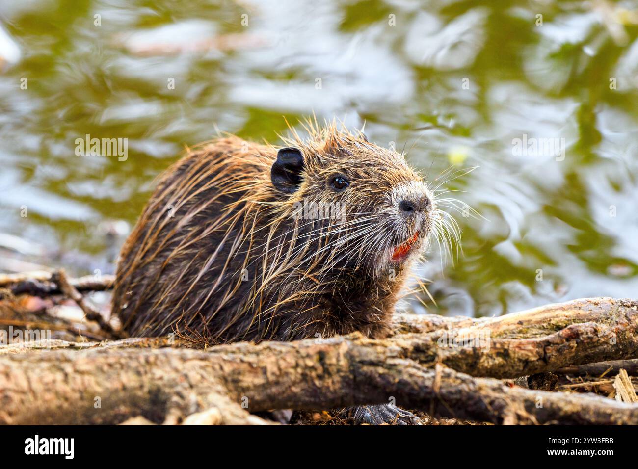 (Nutria Myocastor coypus) Foto Stock