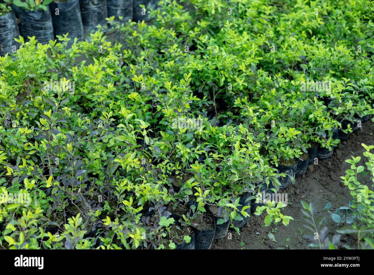 Piantine Duranta erecta nel vivaio. primo piano Foto Stock