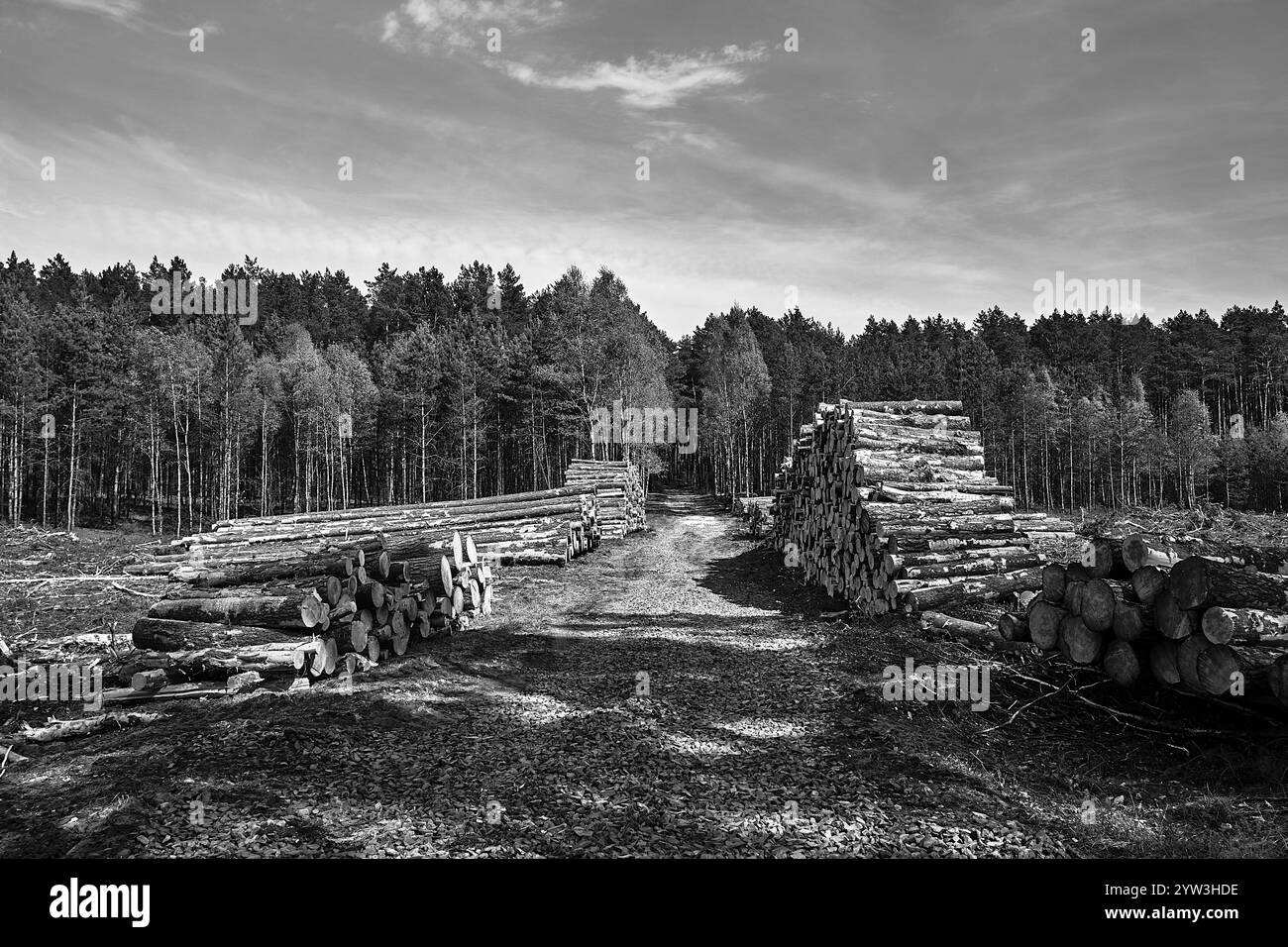 Pile di legno, sterrato e foresta mista in estate in Polonia, monocromatico Foto Stock
