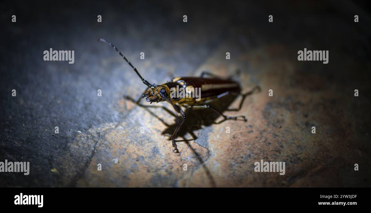 Beetle seduto su una pietra, di notte, provincia di Puntarenas, Costa Rica, America centrale Foto Stock