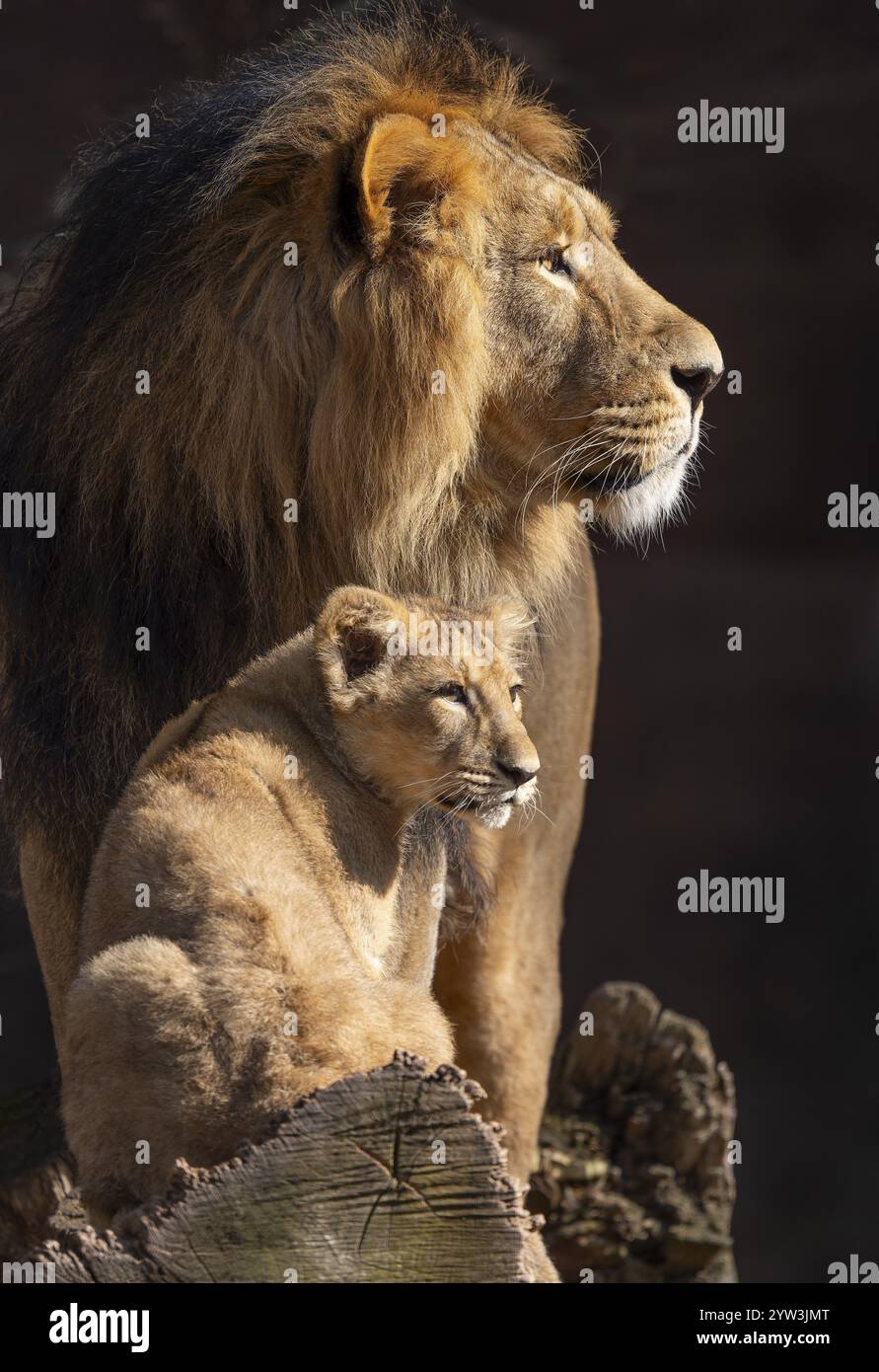 Leone asiatico (Panthera leo persica), maschio e giovane, che si verifica in India, prigioniero Foto Stock