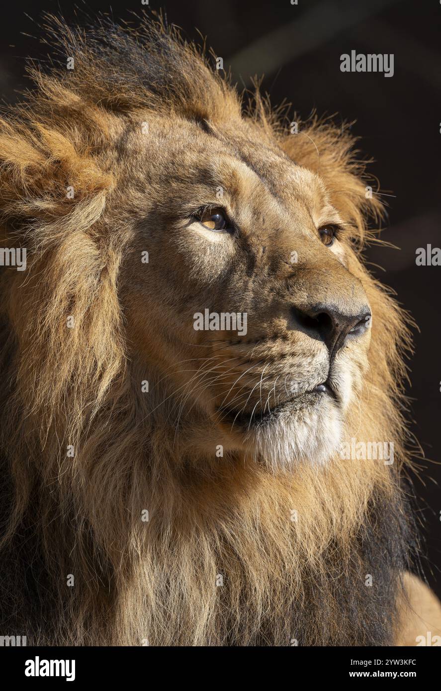 Leone asiatico (Panthera leo persica), uomo, ritratto, che si verifica in India, prigioniero Foto Stock