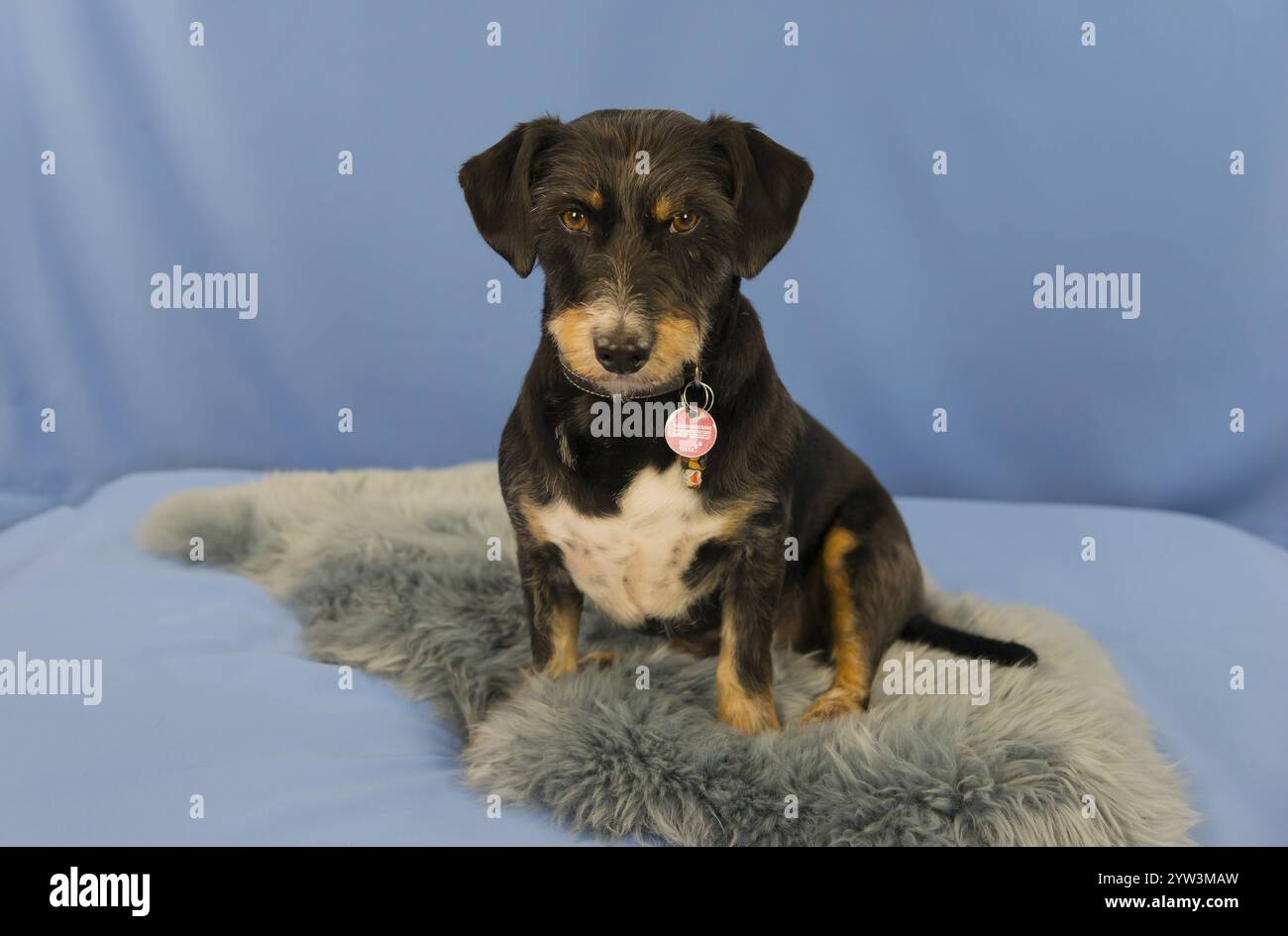 Un cane seduto con un rimorchio su un divano blu, un cane di razza mista, un cane di razza mista, un mix dachshund-terrier-havanese dai capelli ruvidi, un cane maschio Foto Stock