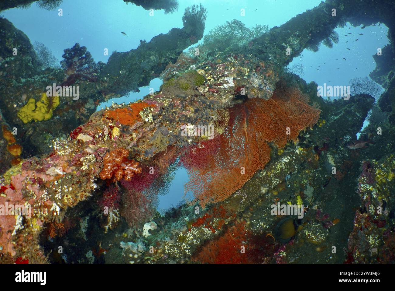 Vari coralli coprono un relitto, colori vivaci contrastano con il blu profondo del mare, relitto del sito di immersione USAT Liberty, Tulamben, Bali, Indonesia Foto Stock
