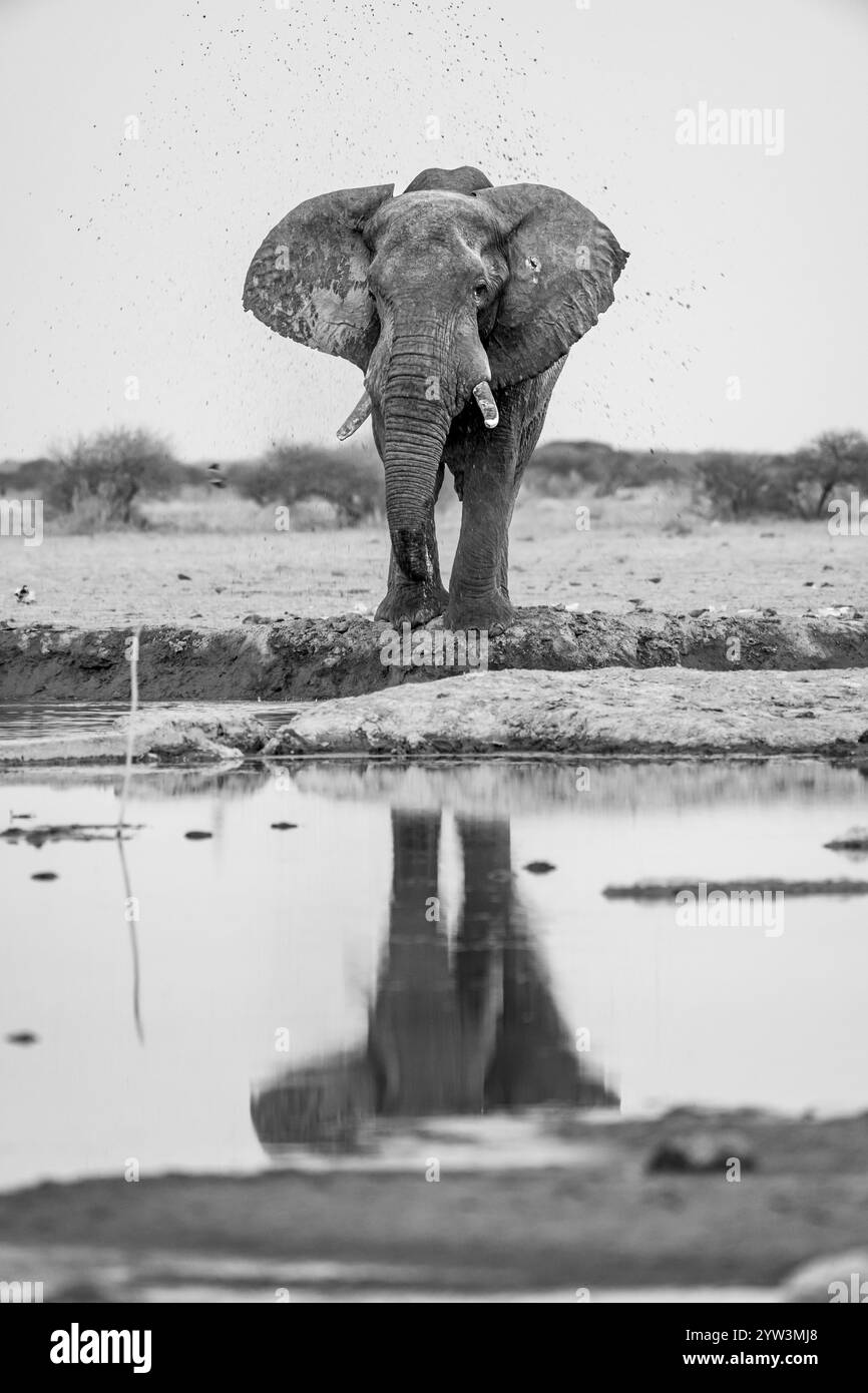 Elefante africano (Loxodonta africana), elefante che beve al pozzo d'acqua, riflesso, fotografia in bianco e nero, Nxai Pan National Park, Botswana, Afric Foto Stock