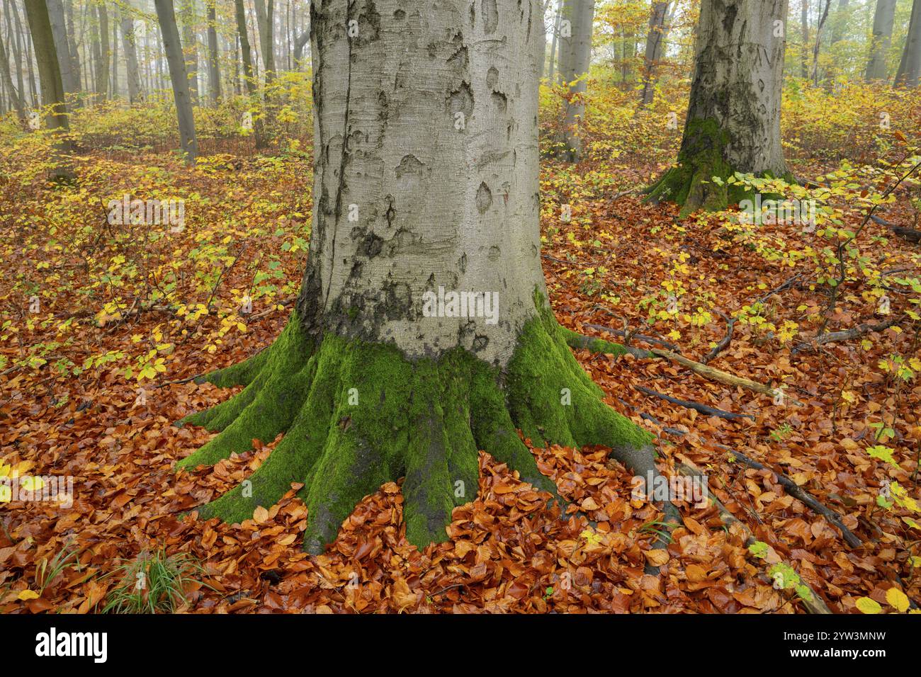 Foresta decidua quasi naturale in autunno con foglie colorate, faggio di rame (Fagus sylvatica), base tronco ricoperta di muschio, nebbia nella foresta, Hainic Foto Stock