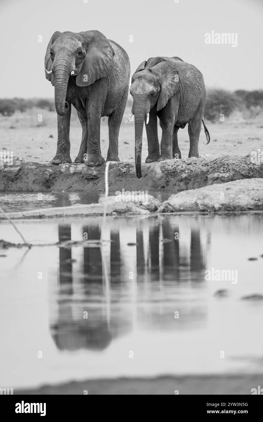 Elefante africano (Loxodonta africana), due elefanti che bevono in un pozzo d'acqua, riflesso, fotografia in bianco e nero, Nxai Pan National Park, Botswana Foto Stock