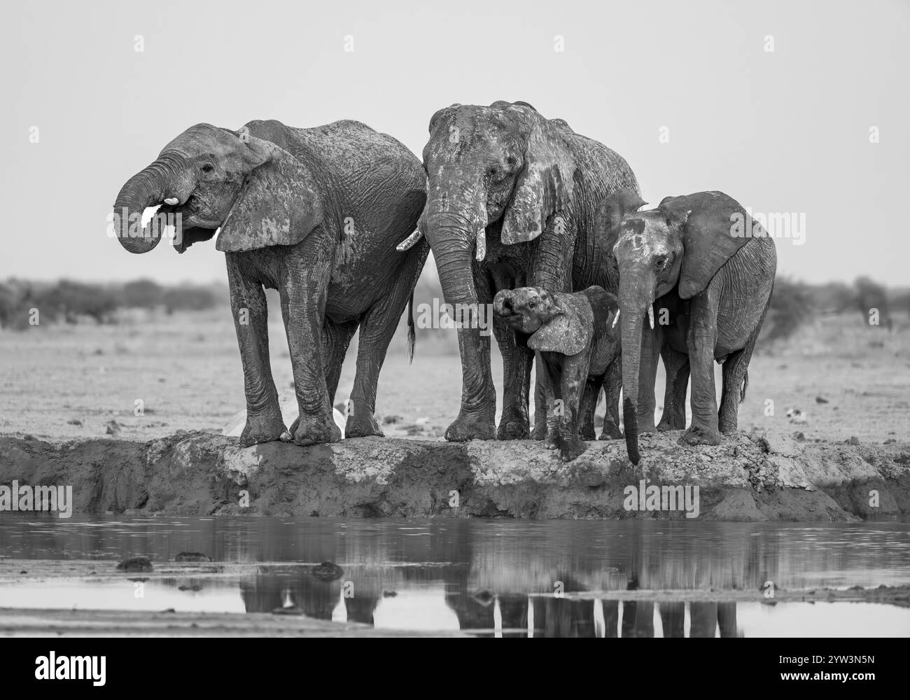 Elefante africano (Loxodonta africana), gruppo con giovani animali che bevono alla sorgente, riflesso, fotografia in bianco e nero, Nxai Pan National Park, Foto Stock