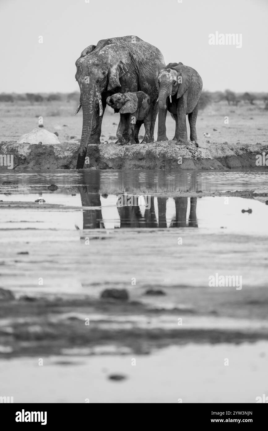 Elefante africano (Loxodonta africana), madre con giovane, riflesso, bevendo al pozzo d'acqua, fotografia in bianco e nero, Nxai Pan National Park, Botsw Foto Stock