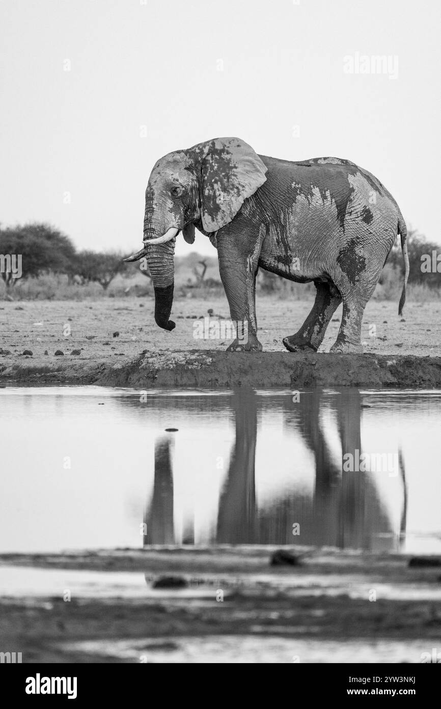 Elefante africano (Loxodonta africana), alla sorgente, riflesso, fotografia in bianco e nero, Nxai Pan National Park, Botswana, Africa Foto Stock