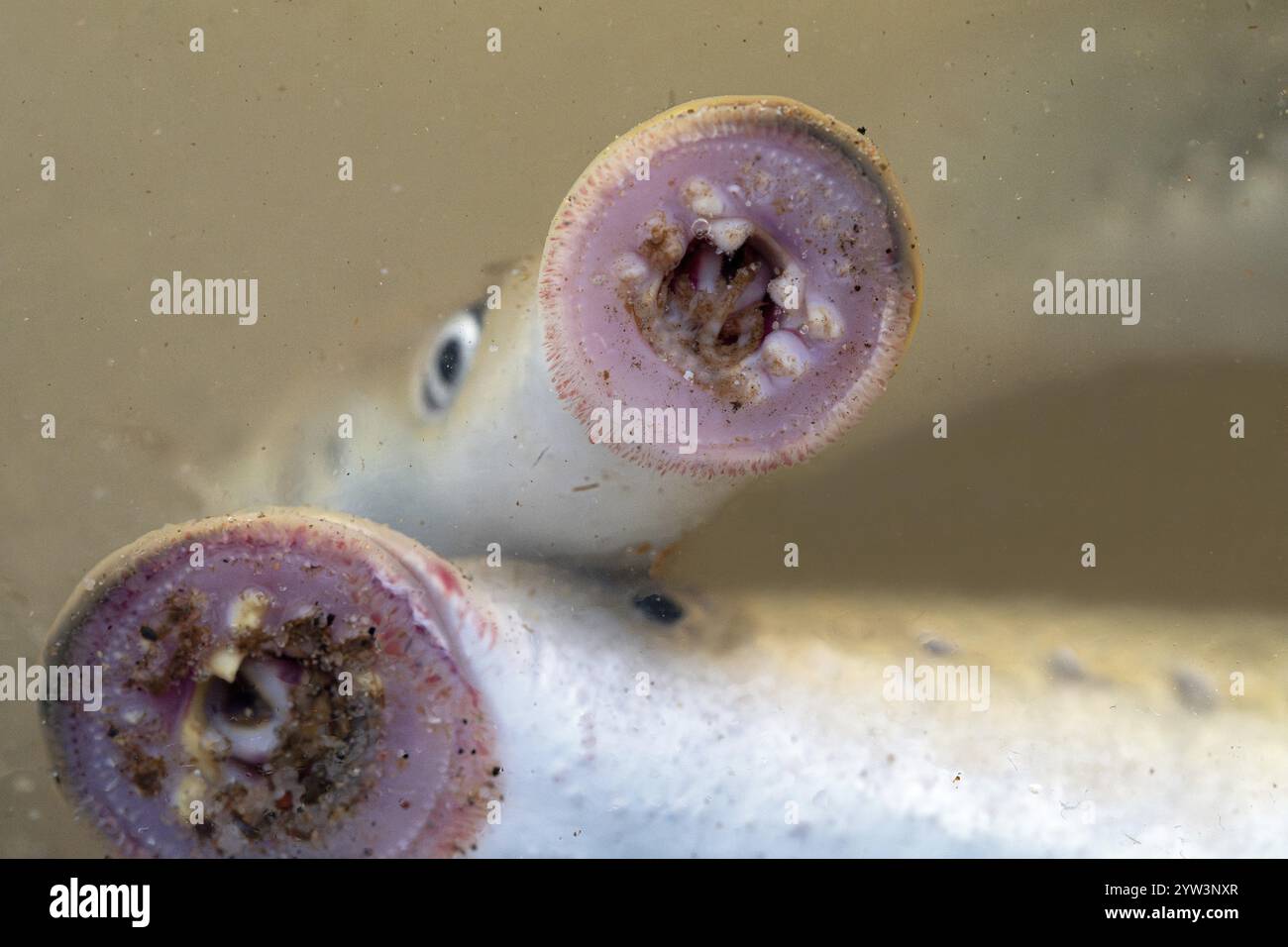 Lamprea fluviale (Lampetra fluviatilis), bocca di aspirazione sottomarina da vicino, bassa Sassonia, Germania, Europa Foto Stock