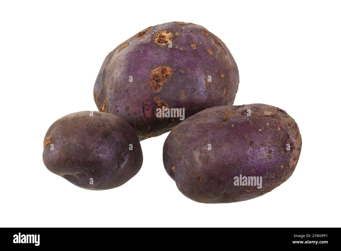 Varietà di patate Herrmanns Blaue, patate, patate, ritaglio, verdure, cibo, primo piano nel quartiere Lahn-Dill, Assia, Repubblica Federale tedesca Foto Stock