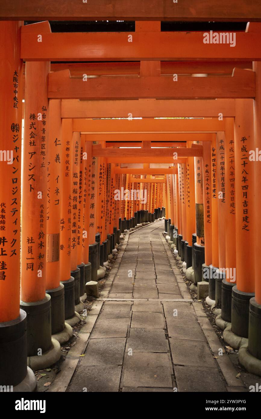 Torii, Fushimi Inari-Taisha, Fushimi, Kyoto, Giappone, Asia Foto Stock