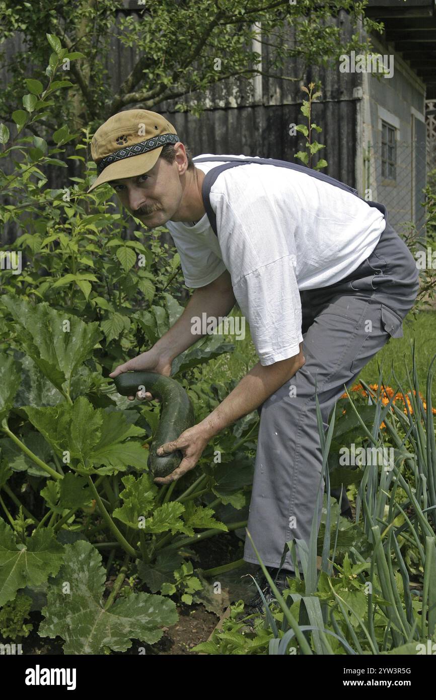 Un giardiniere lavora in un orto agricolo biologico, coltivando verdure nel suo orto cetrioli Hesse, Repubblica Federale tedesca Foto Stock