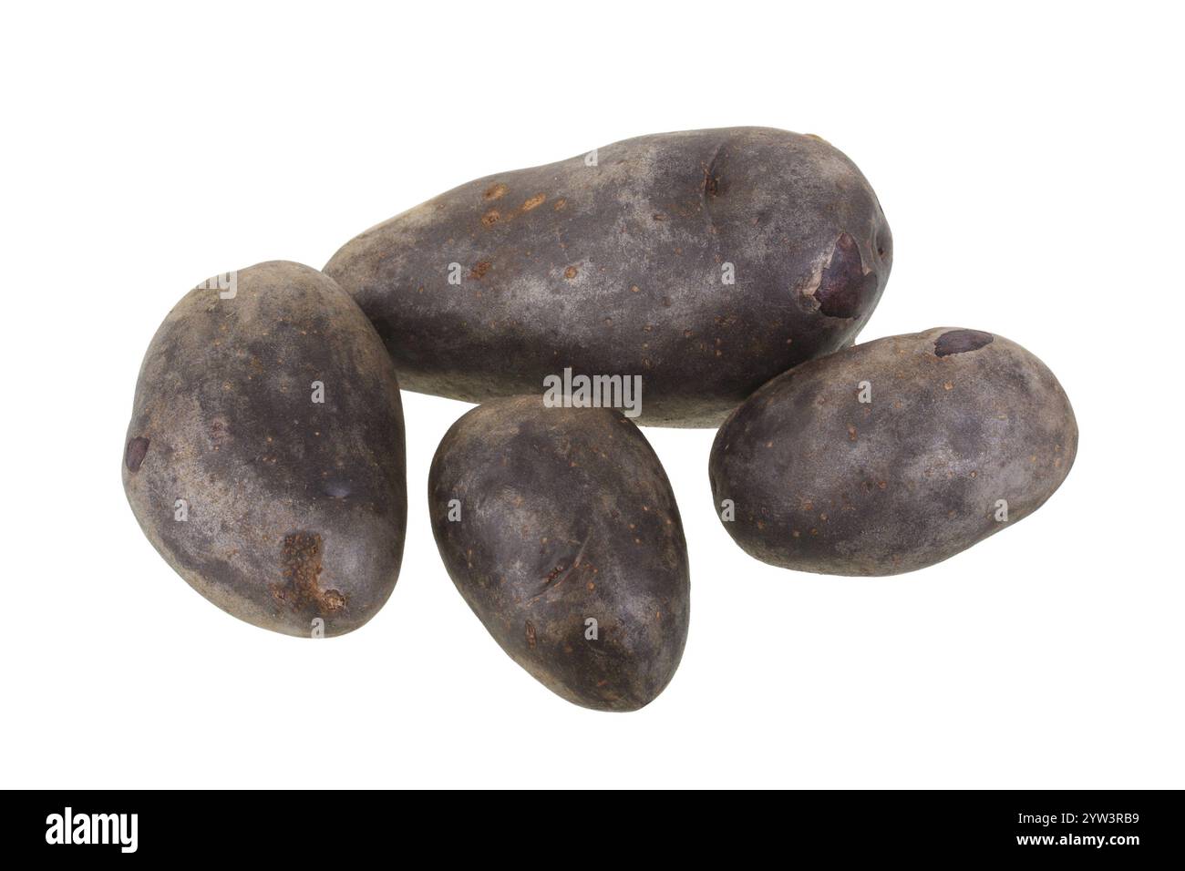 Varietà di patate Vitelotte, verdure, cibo, primo piano, ritaglio, patate Repubblica federale di Germania Foto Stock