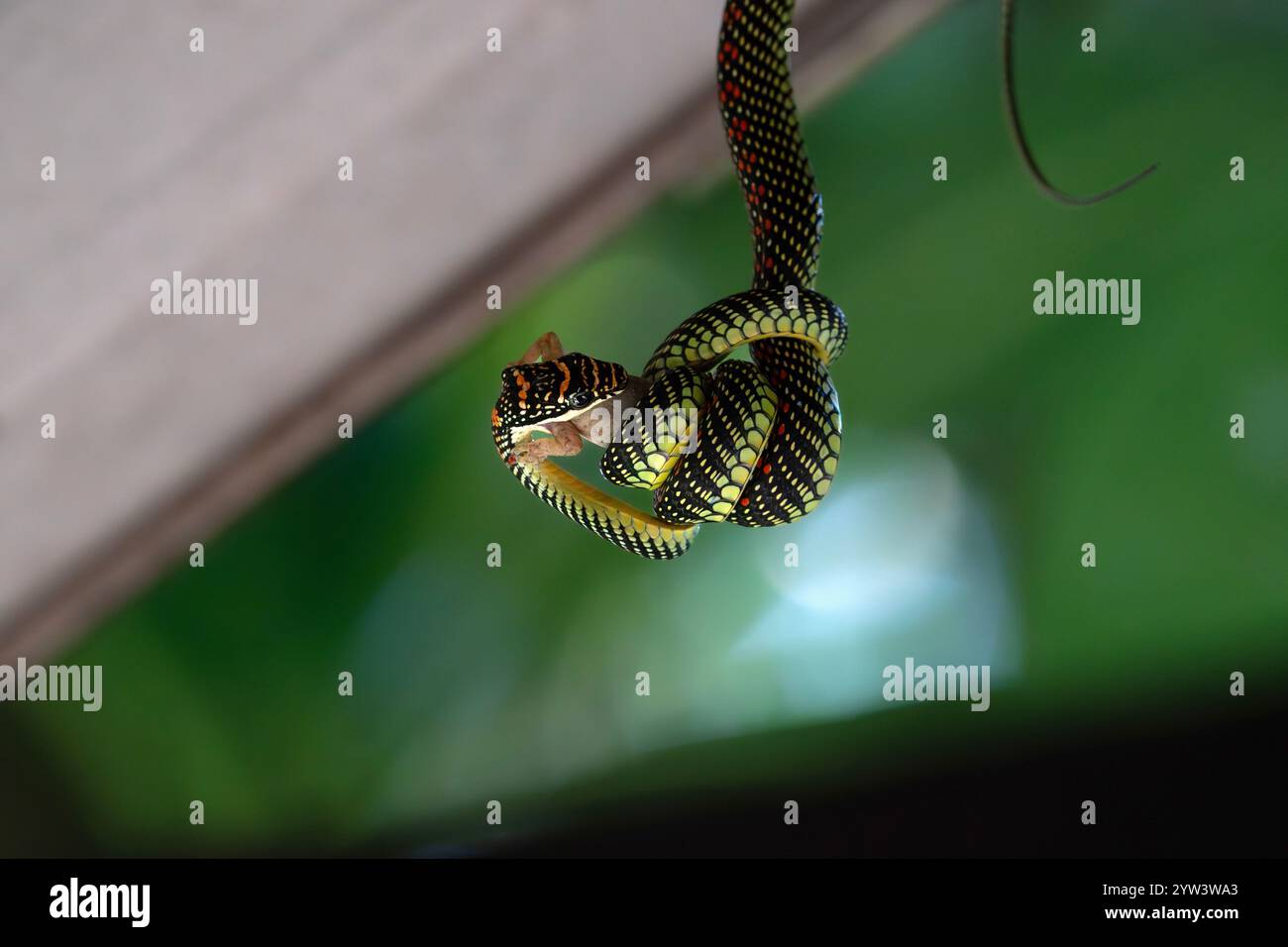 Paradise Tree Snake mangiando un geco si avvolse intorno Foto Stock