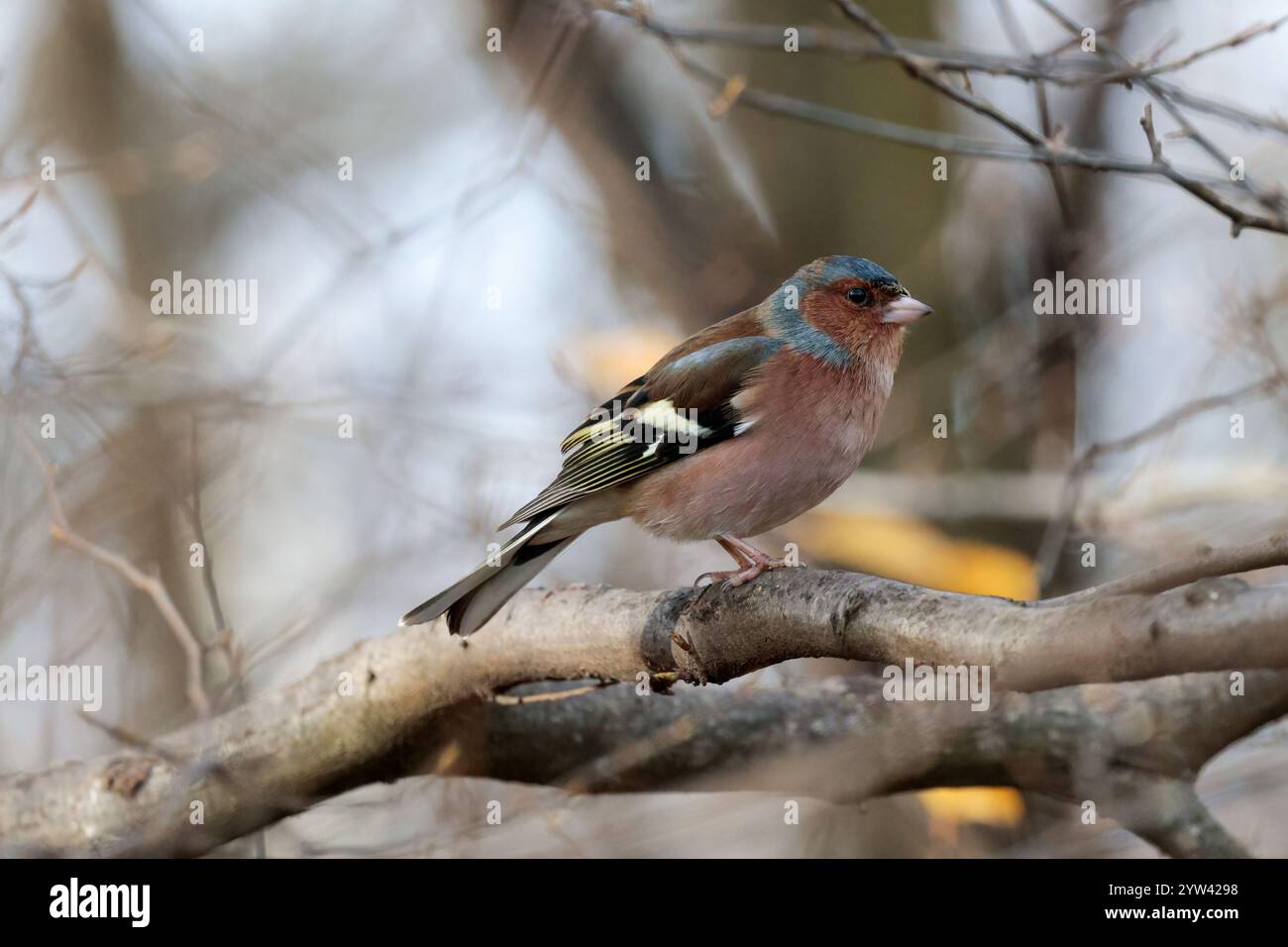 Coelebi Chaffinch Fringilla, uccello maschio sul ramo corona e nuca grigio blu viso rosa rossastro e parti inferiori in castagno spalla barra alare bianca Foto Stock