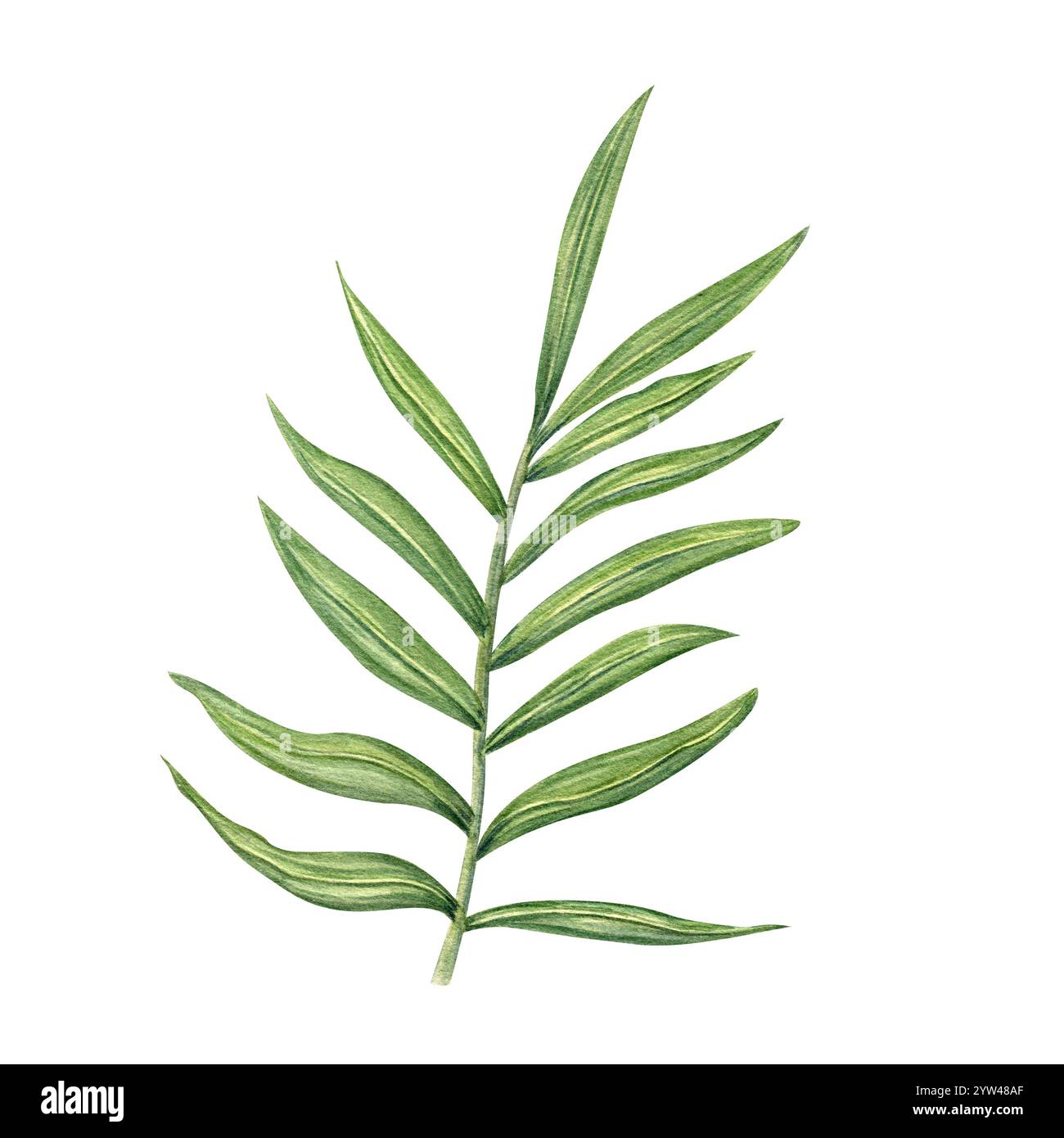 Dypsis verde acquerello, palmo areca o ramo Cycas con foglie allungate sfondo isolato clip art per illustrazioni. Foglia tropicale di piante d'appartamento Foto Stock