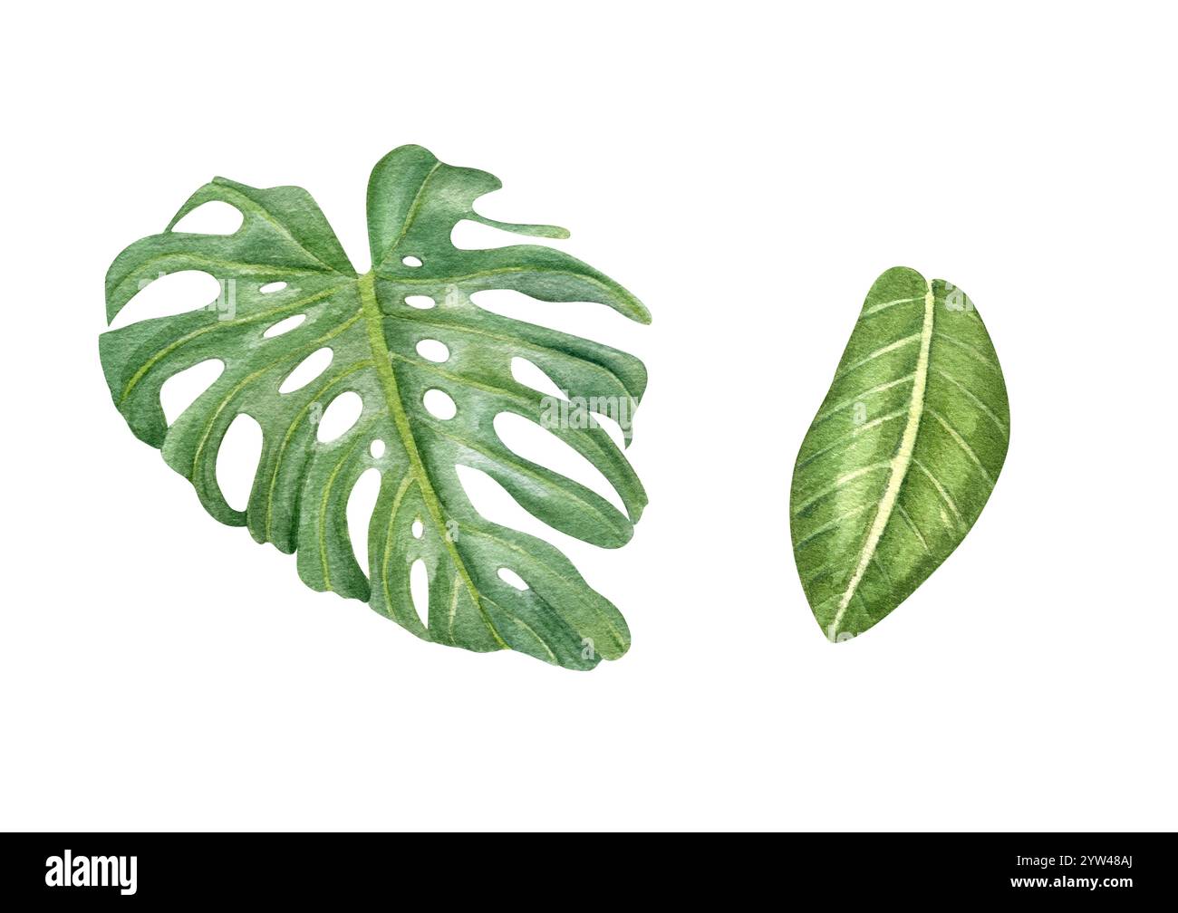 Sfondo isolato per illustrazioni clip art con foglie verdi tropicali. Pianta domestica tropicale crepente foglia di monstera e pianta di filodendron Foto Stock