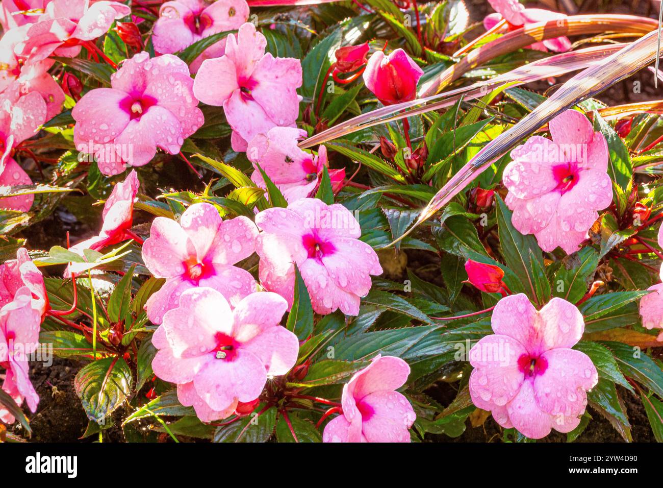 Impatiens hawkeri New Guinea "Toyota Rose", fiori Foto Stock