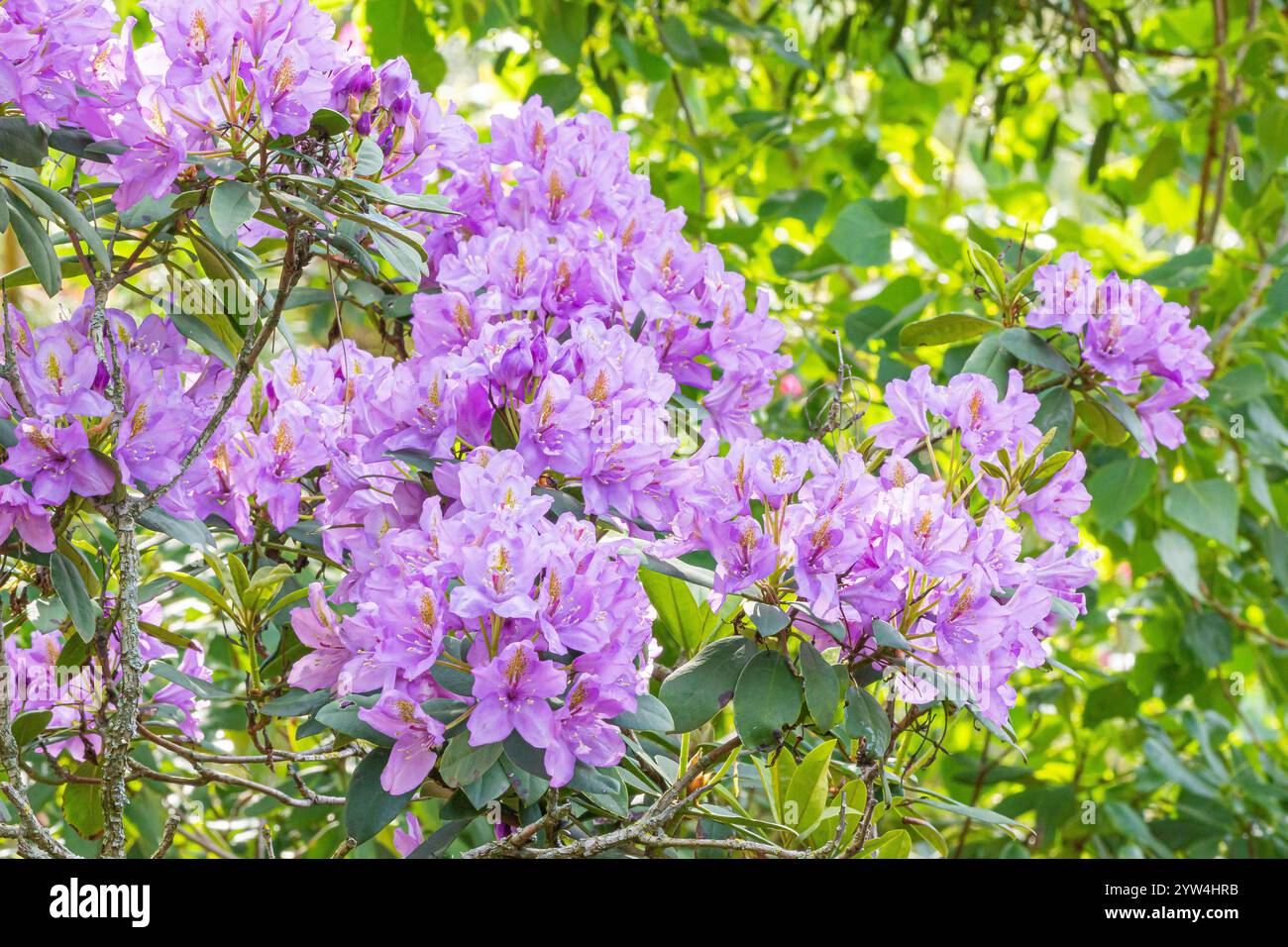 Rhododendron ibrido di Catawbiense, Rhododendron 'Roseum elegans', fiori Foto Stock