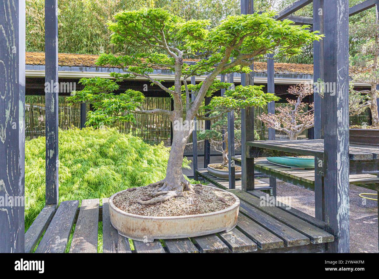 Acero giapponese, Acer palmatum "Shishigashira", Pavillon aux Bonsais, Parc Floral Vincennes, Ile de France, Parigi, Francia Foto Stock