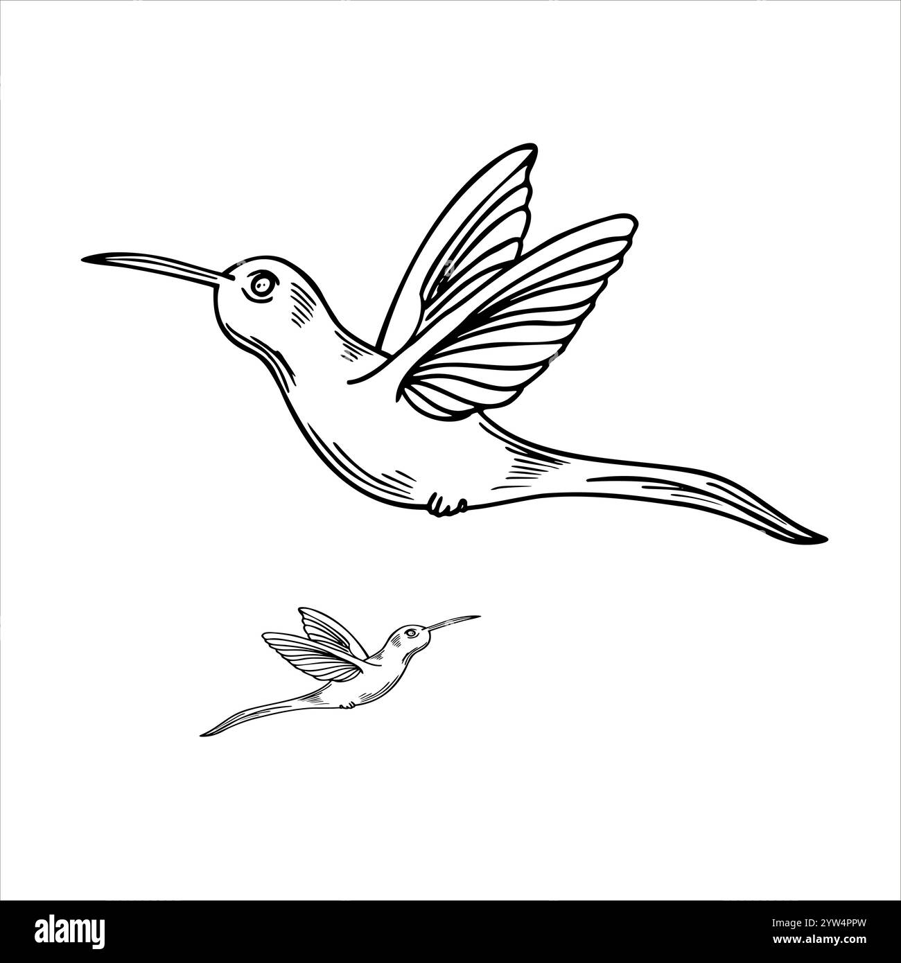 Illustrazione grafica realistica del piccolo colibrì volante monocromatico vettoriale. Piccola arte tropicale della linea di uccelli colibri dipinta da inchiostri neri. Illustrazione Vettoriale