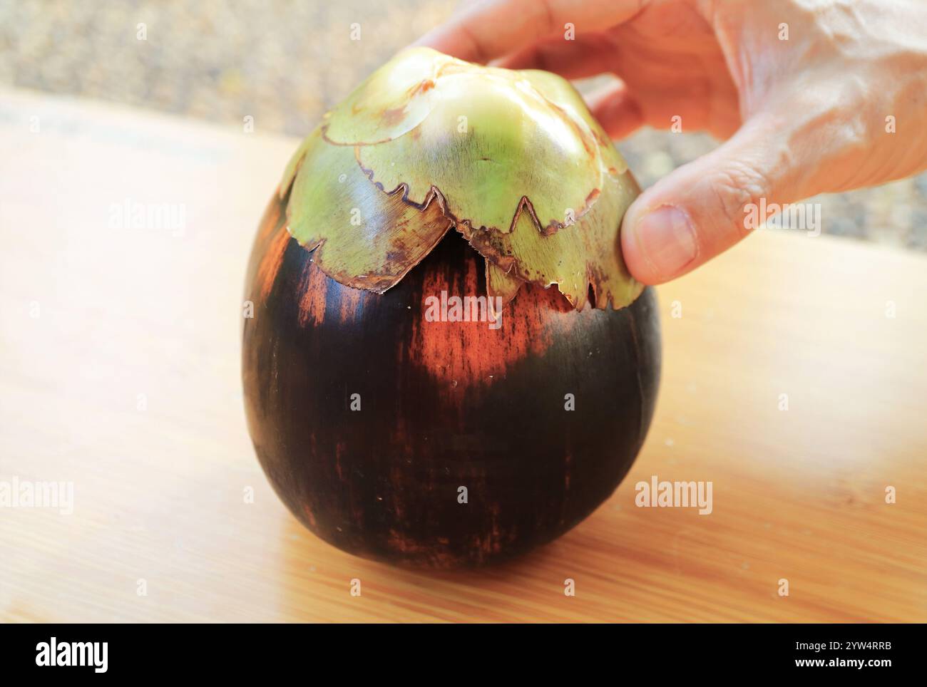 Mano che regge una palma matura di Palmira o un frutto di palma di Toddy Foto Stock