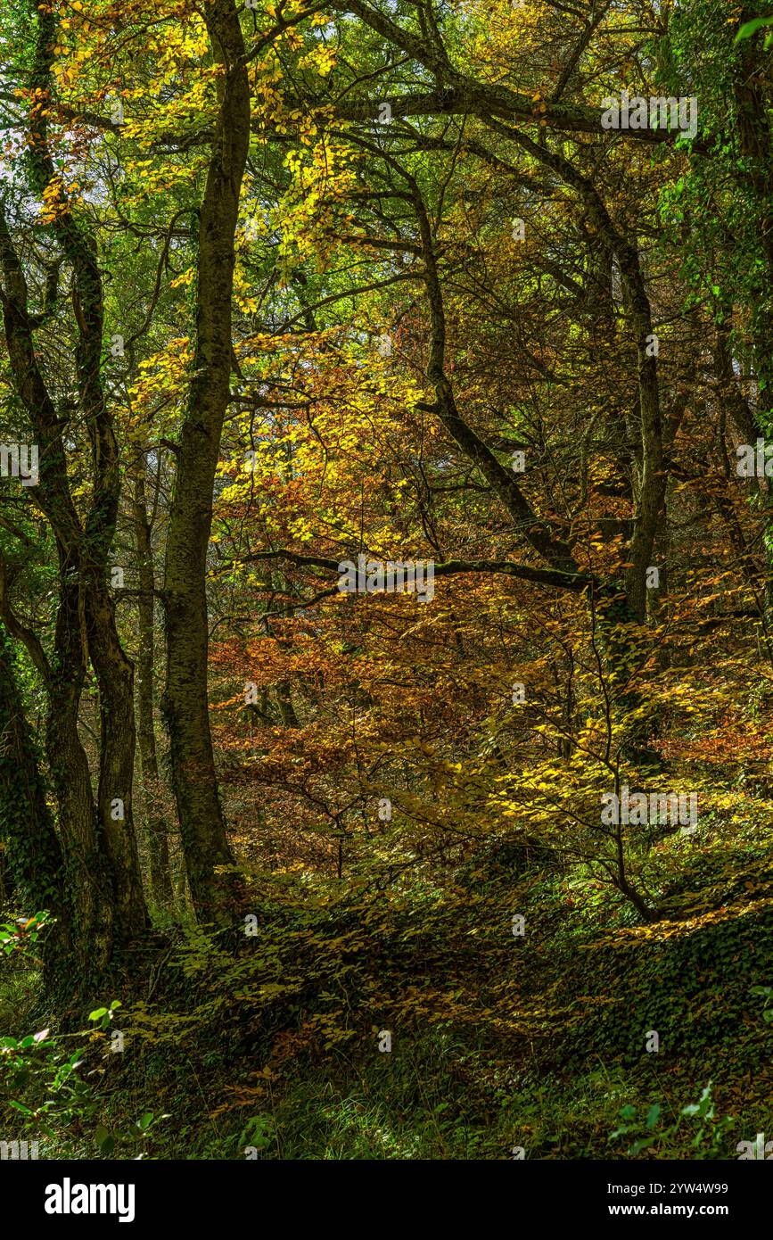 La luce del sole filtra attraverso il vivace fogliame degli alberi in una fitta foresta durante il picco dell'autunno. Parco Nazionale della Maiella, Abruzzo, Italia, Europa Foto Stock