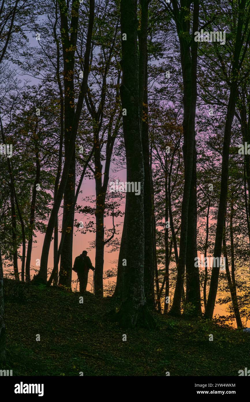 Tra gli alti tronchi di faggio, alla luce del tramonto un trekking contro la luce cammina lungo un sentiero. Concetto. Parco Nazionale della Maiella, Abruzzo, Italia Foto Stock