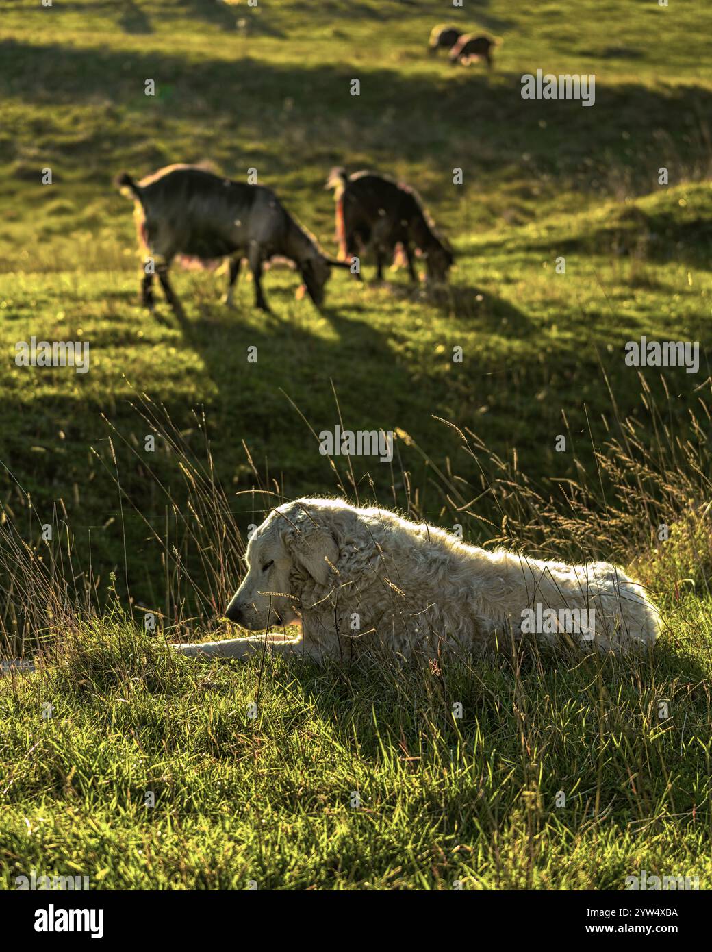 Cani da guardia, dei pastori abruzzesi, sorvegliano il gregge di capre che pascolano al passo San Leonardo. Parco Nazionale della Maiella, Abruzzo, Italia, Europa Foto Stock