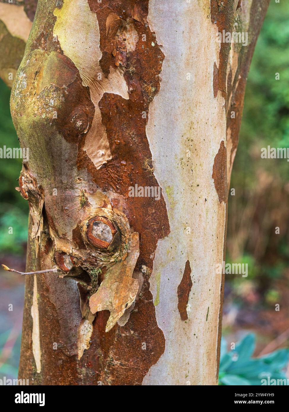 Marrone, sbucciando la corteccia esterna dell'albero duro, Stewartia pseudocamellia, mostrando sotto di essa nuova corteccia fresca Foto Stock