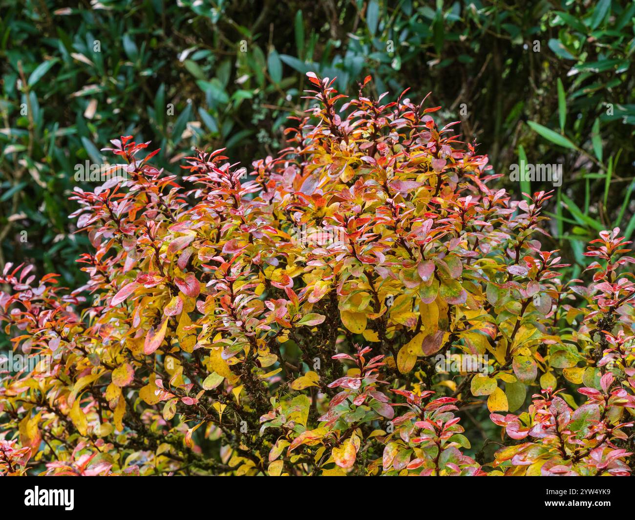 Fogliame autunnale rosso/arancio dell'arbusto di mirtilli giapponese compatto e resistente, Berberis thunbergii per atropurpurea "Bagatelle" Foto Stock