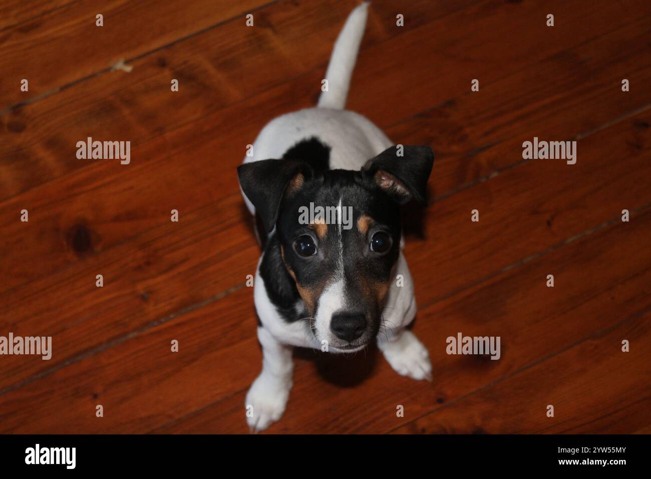 Primo piano dell'adorabile Jack Russell Terrier Puppy su pavimento in legno Foto Stock