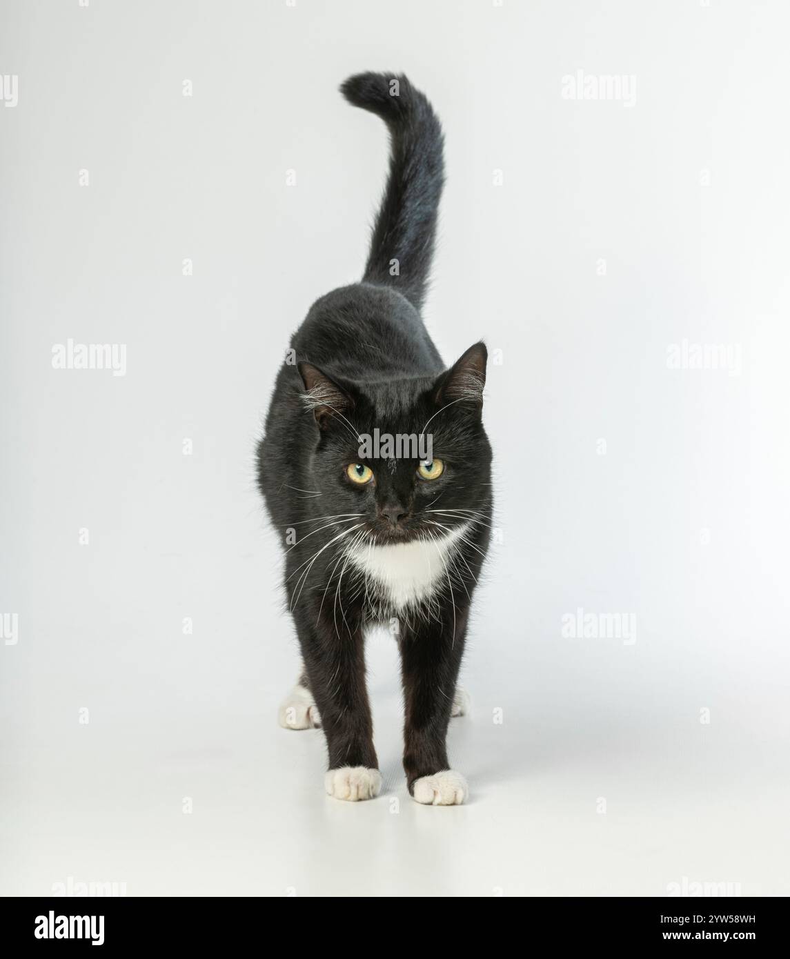 Gatto domestico bianco e nero che cammina verso la coda della telecamera in aria, su uno sfondo bianco. Foto Stock