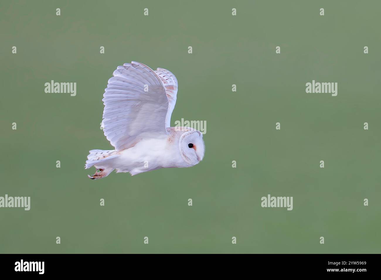 Gufo del fienile occidentale, Tyto alba, caccia di un solo adulto sulla vegetazione, Norfolk, Inghilterra, Regno Unito Foto Stock