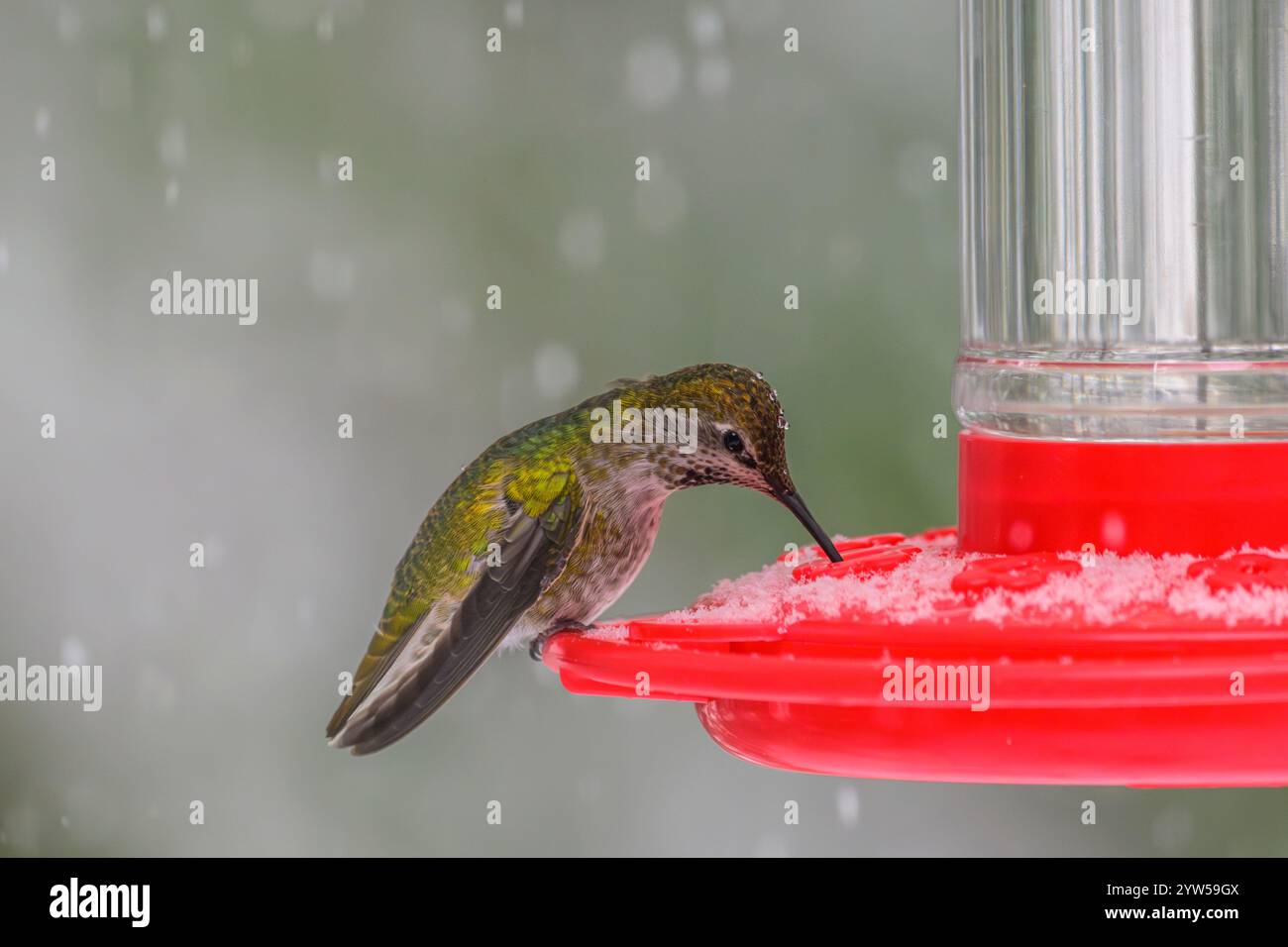 Un Hummingbird (Calypte anna) che svernava eccessivamente mentre la neve sta cadendo Foto Stock