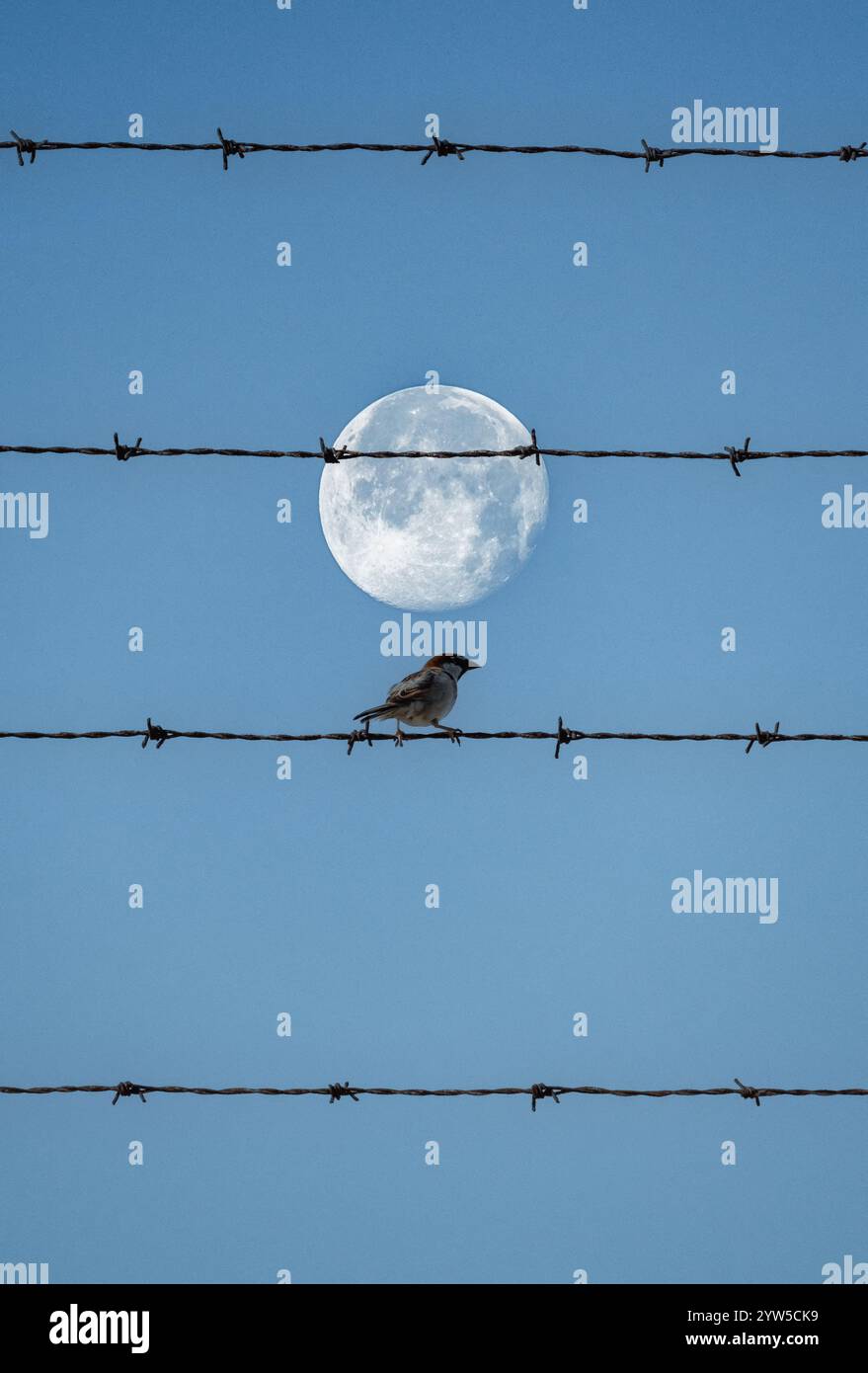 Passero su recinzione in filo spinato con luna piena sullo sfondo. Uccello su un filo. Foto Stock