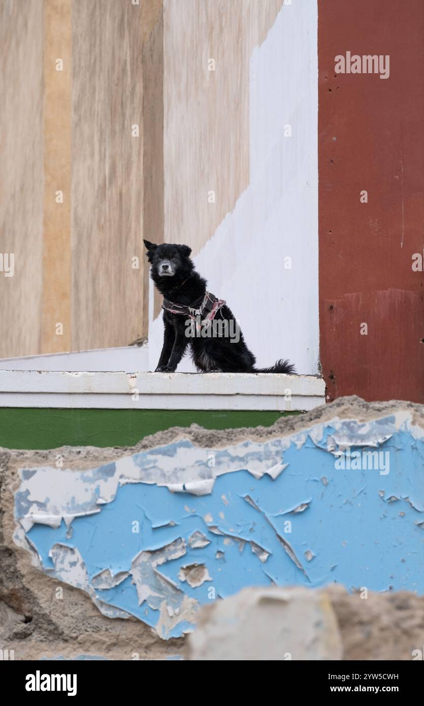 Cane nero sul tetto dell'appartamento in Spagna Foto Stock