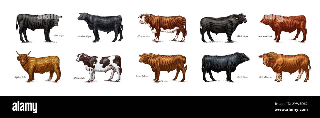 Un gruppo di mucche in piedi l'una accanto all'altra su sfondo bianco. Tori di bestiame da fattoria. Diverse razze di animali domestici. Inciso disegnato a mano Illustrazione Vettoriale