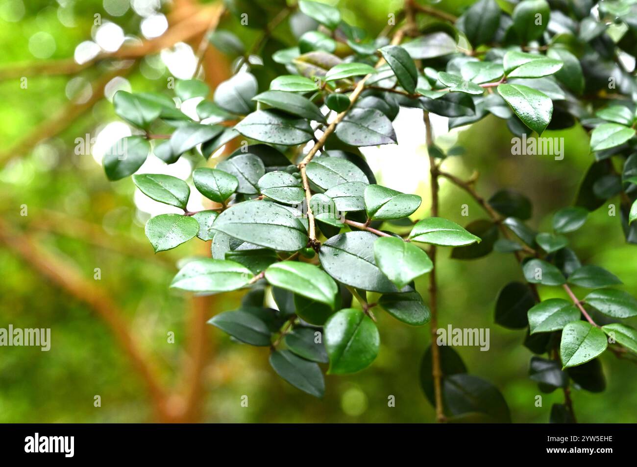 Fogliame sempreverde di mirto cileno, noto anche come Myrtus luma o Luma apiculata nel giardino del Regno Unito a luglio Foto Stock