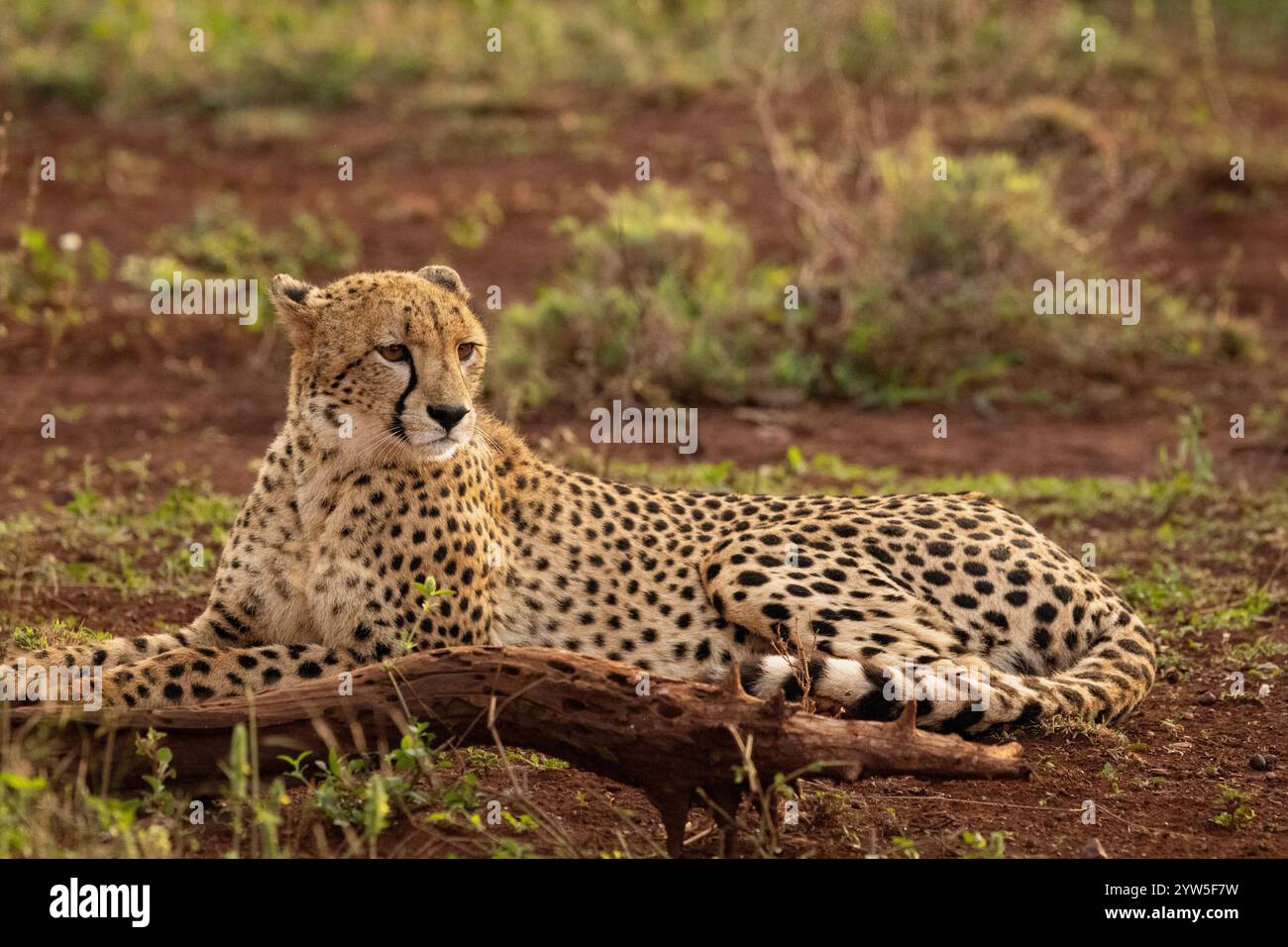 Cheetah riposa sulla prateria Foto Stock