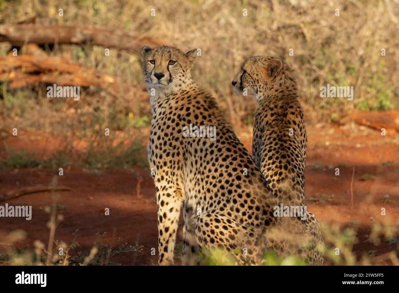 Cheetah fratelli Foto Stock