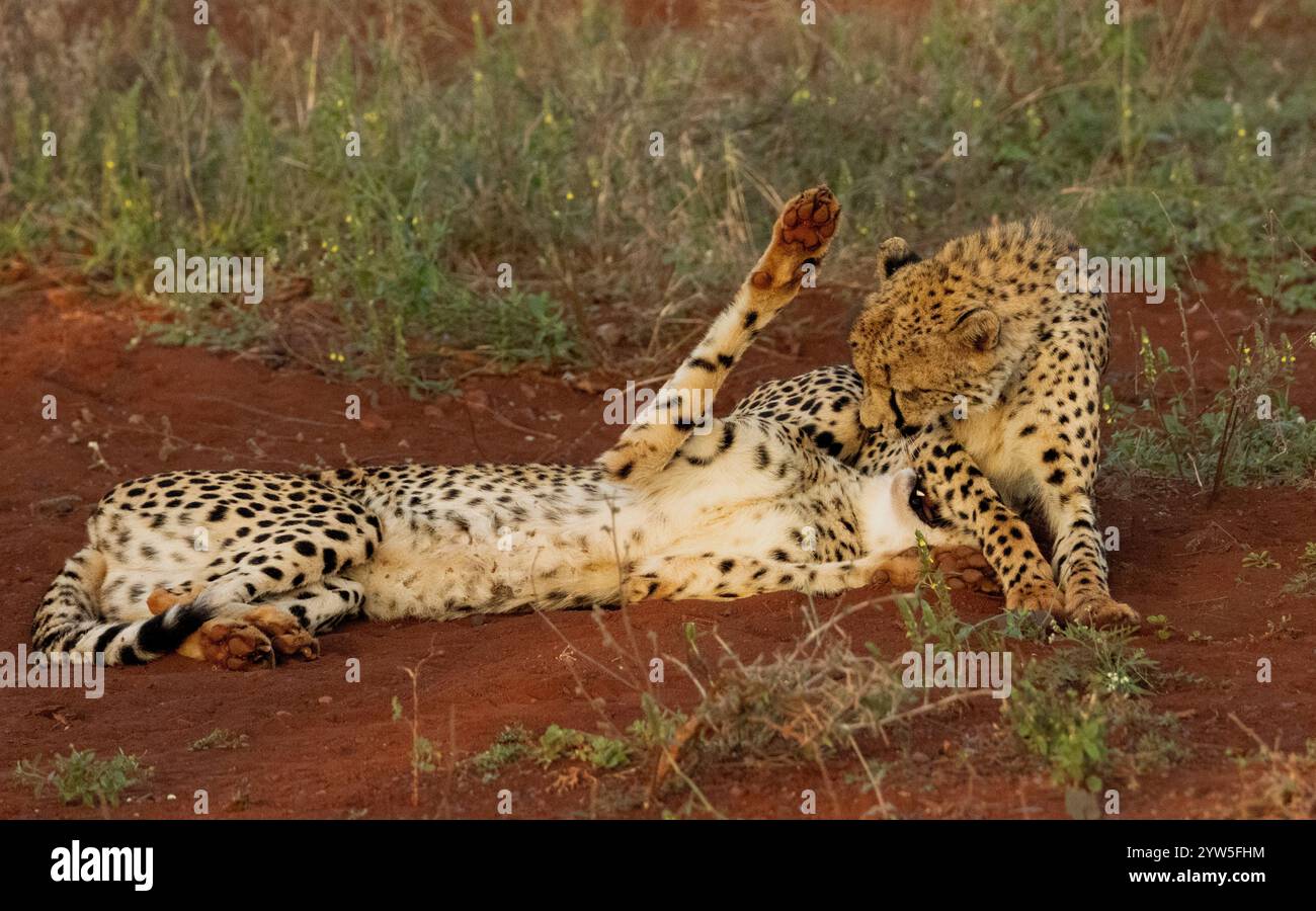 Fratelli Cheetah che giocano Foto Stock