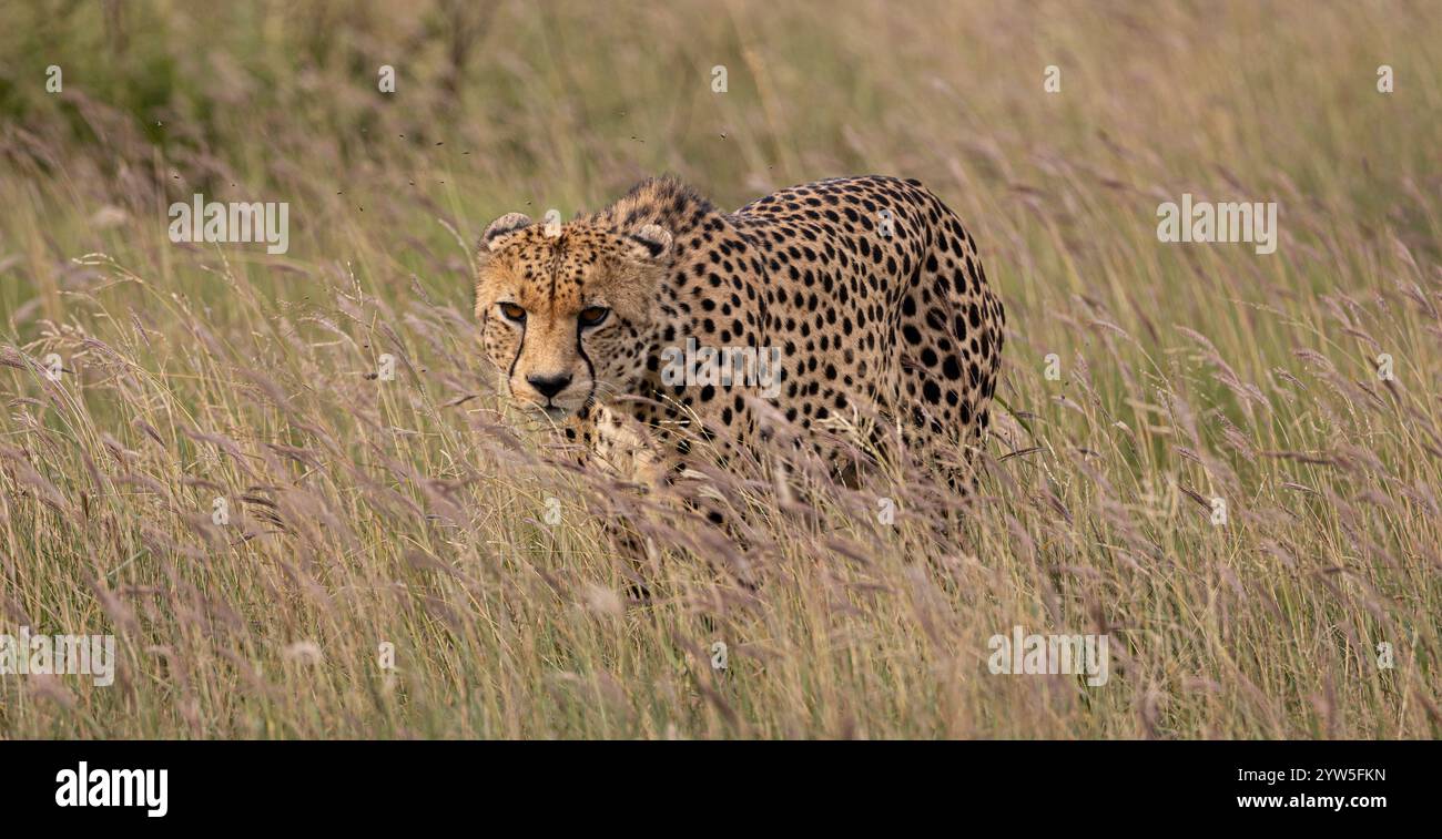 Cheetah solitario che cammina Foto Stock